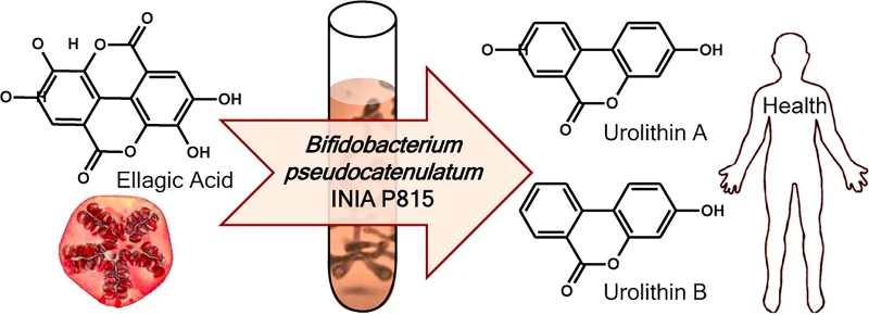 ellagic acid urolithin ellagic acid urolithin