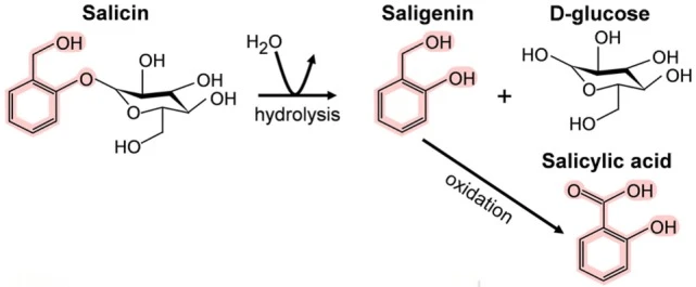 hydrolysis of salicin hydrolysis of salicin