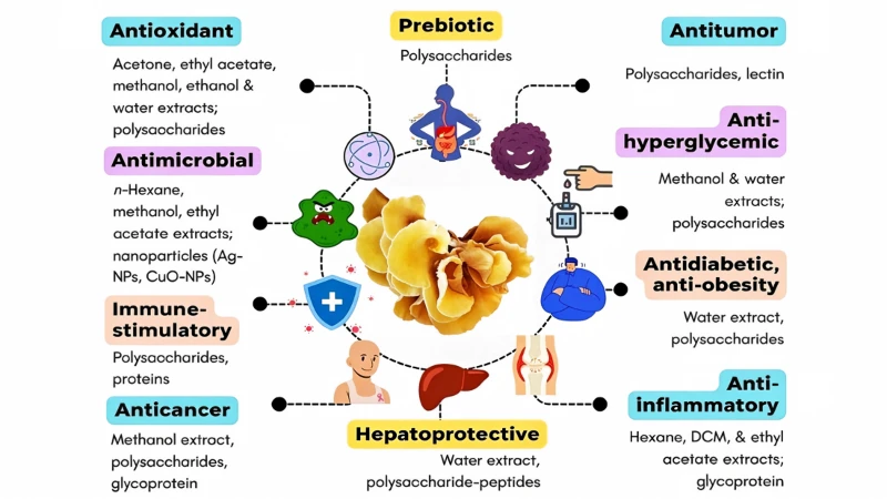 Pleurotus Citrinopileatus Extract Benefits Pleurotus Citrinopileatus Extract Benefits