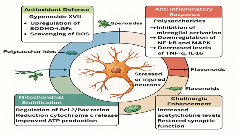 Gypenosides Protects the Nervous System Gypenosides Protects the Nervous System