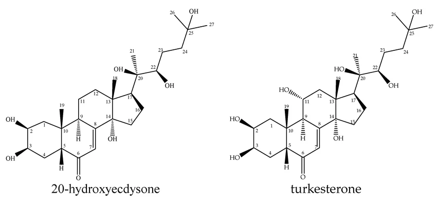 The Structures of Turkesterone and Ecdysterone The Structures of Turkesterone and Ecdysterone