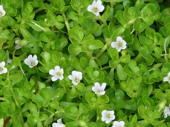 Bacopa Monnieri Extract Bacosides Powder Botanical Source Bacopa Monnieri Extract Bacosides Powder Botanical Source